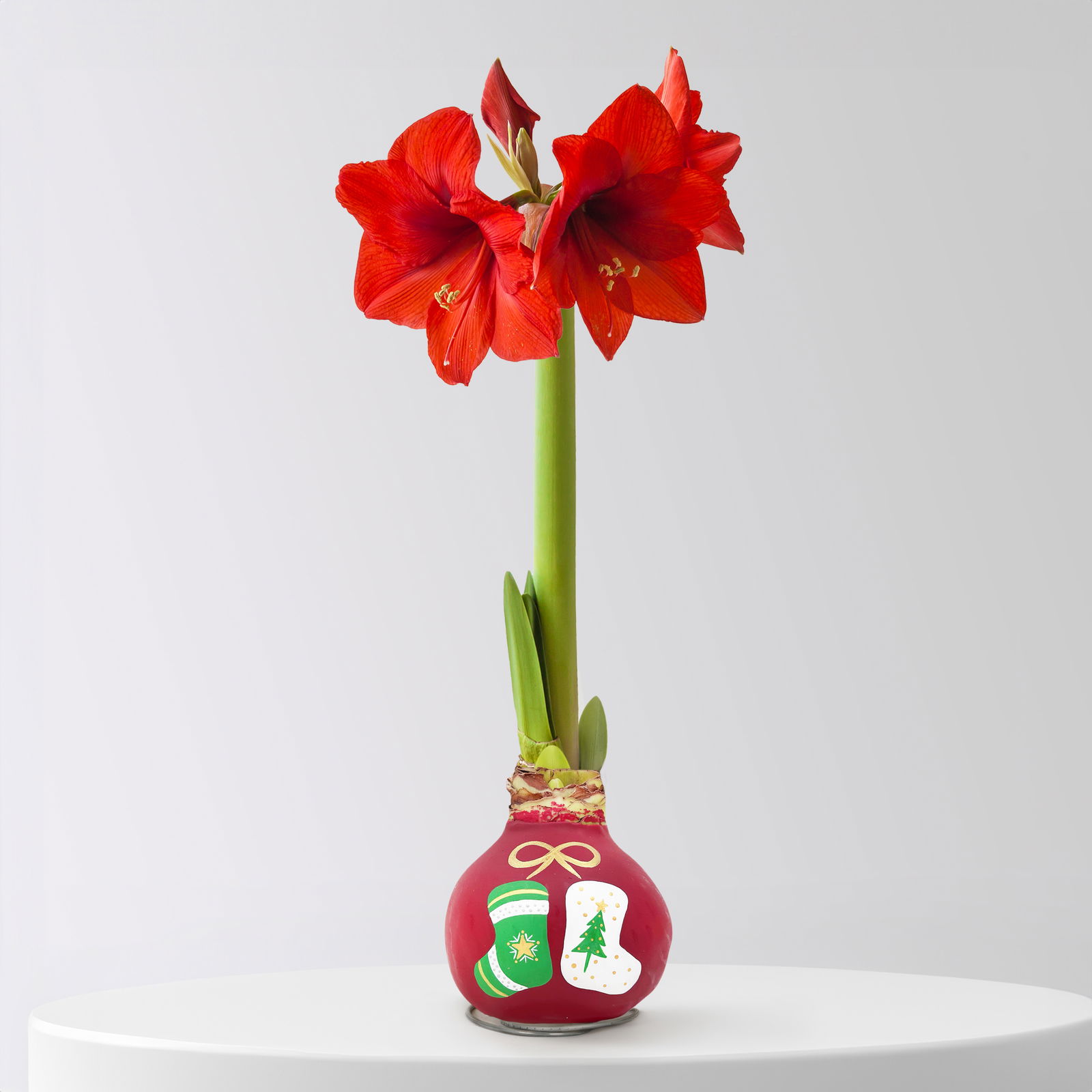 Gewachste XL-Amaryllis- Zwiebel, rote Blüte, handbemalt, Dekor 'Stiefelchen'