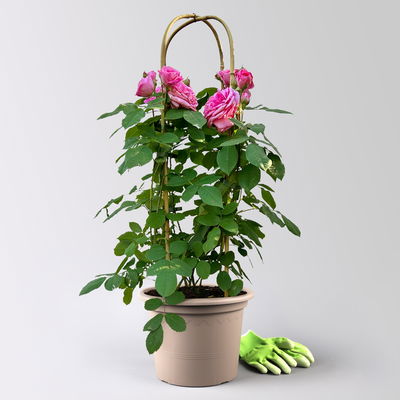 Englische Rose 'Gertrude Jekyll' (Ausbord), rosa, Doppelbogen, Topf 10 Liter Englische Rose 'Gertrude Jekyll' (Ausbord), rosa, Doppelbogen, Topf 10 Liter