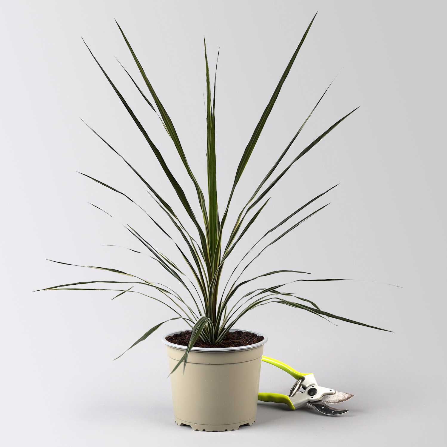 Keulenlilie 'Variegata', grün-weiß, Topf-Ø 17 cm, 2 Pflanzen Keulenlilie 'Variegata', grün-weiß, Topf-Ø 17 cm, 2 Pflanzen