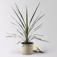 Keulenlilie 'Variegata', grün-weiß, Topf-Ø 17 cm, 2 Pflanzen Keulenlilie 'Variegata', grün-weiß, Topf-Ø 17 cm, 2 Pflanzen