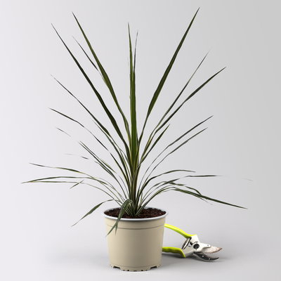 Keulenlilie 'Variegata', grün-weiß, Topf-Ø 17 cm, 2 Pflanzen Keulenlilie 'Variegata', grün-weiß, Topf-Ø 17 cm, 2 Pflanzen