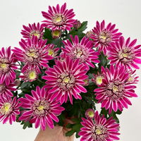 Chrysanthemen 'Chrysanne® Anemona Purple', lila, Topf-Ø 13 cm, 4 Pflanzen