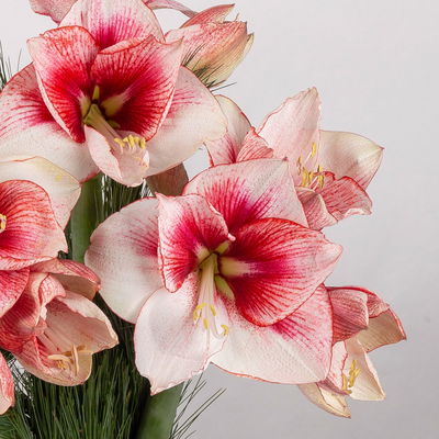 Schnittblumen-Mix aus 5 lachsfarbenen Amaryllis & 5 Seidenkiefer Schnittblumen-Mix aus 5 lachsfarbenen Amaryllis & 5 Seidenkiefer