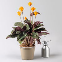 Korbmarante, Goeppertia crocata syn. Calathea, Topf-Ø 14 cm, Höhe ca. 40 cm