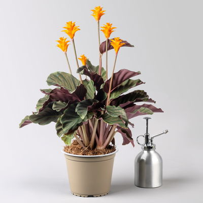 Korbmarante, Goeppertia crocata syn. Calathea, Topf-Ø 14 cm, Höhe ca. 40 cm