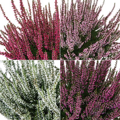 Knospenheide, Farbmix zufällig, 2x 6er-Tray Knospenheide, Farbmix zufällig, 2x 6er-Tray