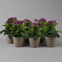 Garten-Schlüsselblume 'Little Queen' lila-gelb, Topf-Ø 13 cm, 6er-Set