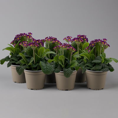 Garten-Schlüsselblume 'Little Queen' lila-gelb, Topf-Ø 13 cm, 6er-Set Garten-Schlüsselblume 'Little Queen' lila-gelb, Topf-Ø 13 cm, 6er-Set