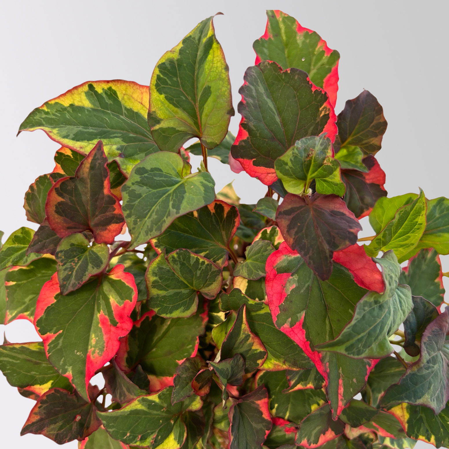Houttuynia cordata, panaschiert, Topf-Ø 13 cm, 6 Stück