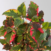 Houttuynia cordata, panaschiert, Topf-Ø 13 cm, 6 Stück