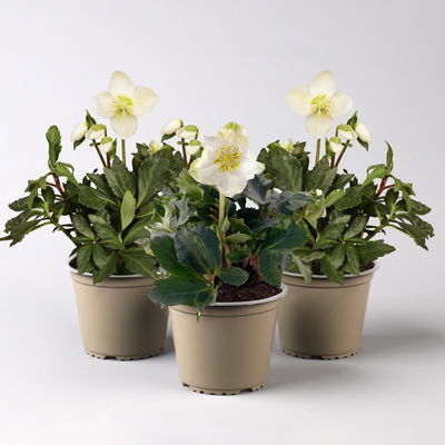 Christrose 'Christmas Carol' weiß, Topf-Ø 12 cm, 3er-Set Christrose 'Christmas Carol' weiß, Topf-Ø 12 cm, 3er-Set