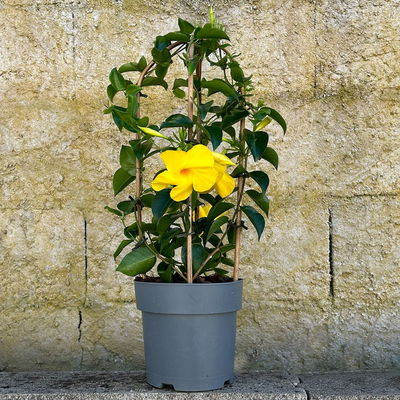 Dipladenie gelb, Doppelbogen, Topf-Ø 17 cm, Höhe ca. 60 cm Dipladenie gelb, Doppelbogen, Topf-Ø 17 cm, Höhe ca. 60 cm