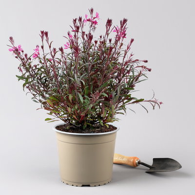 Prachtkerze pink, Topf-Ø 19 cm, 2er-Set Prachtkerze pink, Topf-Ø 19 cm, 2er-Set