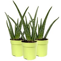 Aloe vera, Topf-Ø 12 cm, Höhe ca. 20-30 cm, 3er-Set