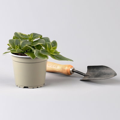 Eiskraut, Blüte rot, Blätter grün-weiß, Topf -Ø 13 cm, 6 Pflanzen Eiskraut, Blüte rot, Blätter grün-weiß, Topf -Ø 13 cm, 6 Pflanzen