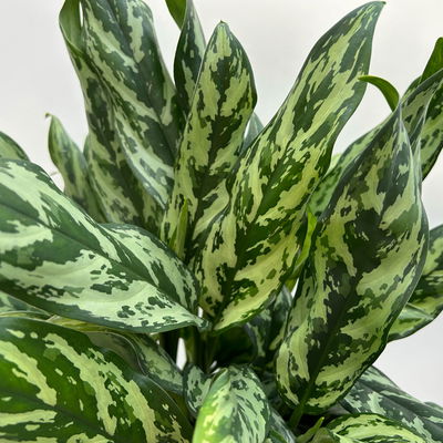 Aglaonema 'Miss Juliette', in Keramiktopf Dallas, Topf-Ø 17 cm, Höhe ca. 55 cm Aglaonema 'Miss Juliette', in Keramiktopf Dallas, Topf-Ø 17 cm, Höhe ca. 55 cm