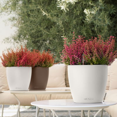 Lechuza 'Classico Color 18', muskat, ca. Ø 19 x H 17 cm