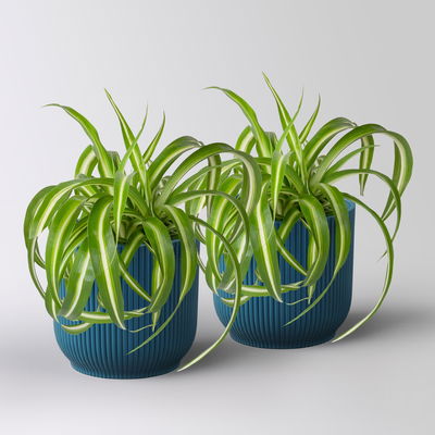 Grünlilie 'Bonnie', Topf-Ø 12 cm, inkl. Übertopf Vibes blau, 2 Pflanzen