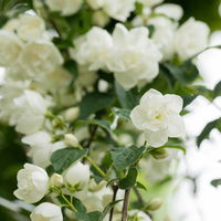 Dufthecke-Blütensträucher XL, 20er-Set, Höhe 80-100 cm, Topf 12+20 Liter