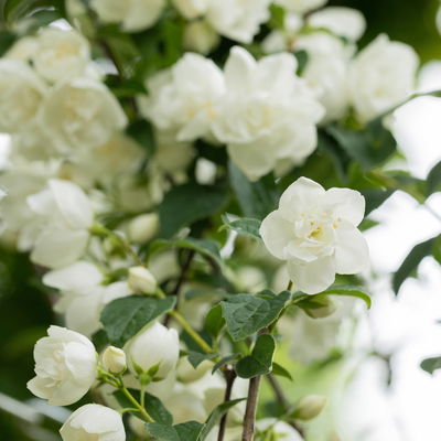 Dufthecke-Blütensträucher XL, 20er-Set, Höhe 80-100 cm, Topf 12+20 Liter