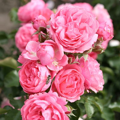 Stammrose 'Moin Moin®', Beetrose, Stammhöhe 60cm im 7,5 Liter Topf Stammrose 'Moin Moin®', Beetrose, Stammhöhe 60cm im 7,5 Liter Topf