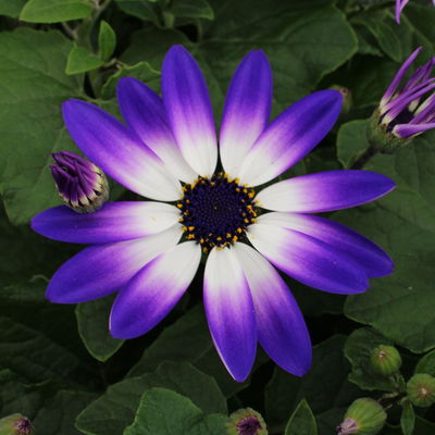 Aschenblume 'Senetti®', lilablau-weiß, Topf-Ø 15 cm, 3 Pflanzen