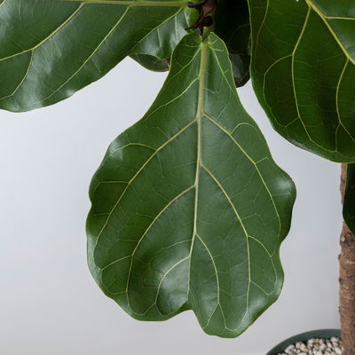 Geigenfeige, Stamm, Topf-Ø 27 cm, Höhe ca. 150 cm, inkl. Bewässerungssystem