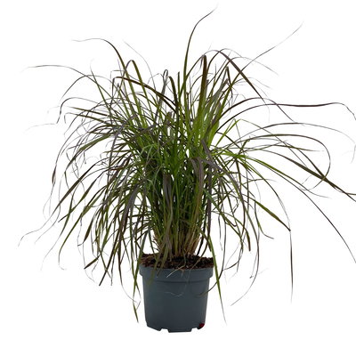 Lampenputzergras 'Rubrum', rot, einjährig, Topf-Ø 23 cm