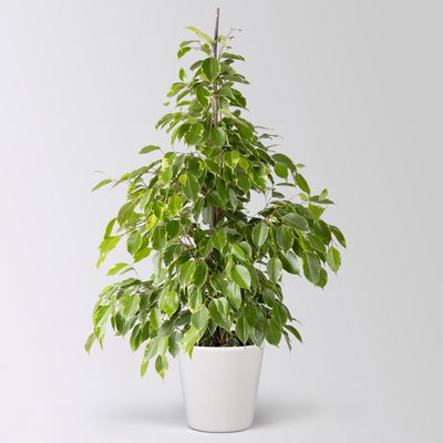 Birkenfeige 'Golden King' in Keramiktopf, Topf-Ø 17 cm, Höhe ca. 70 cm