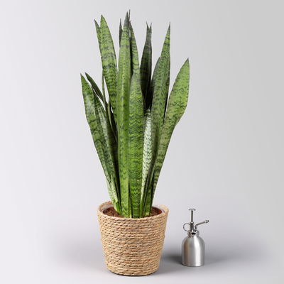 Bogenhanf im Korbübertopf Osaka Topf-Ø 21 cm, Höhe ca. 80 cm Bogenhanf im Korbübertopf Osaka Topf-Ø 21 cm, Höhe ca. 80 cm