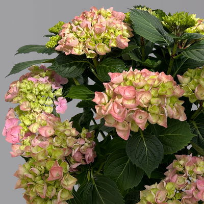 Kölle Gartenhortensie Ball rosa, 4/5 Liter Topf