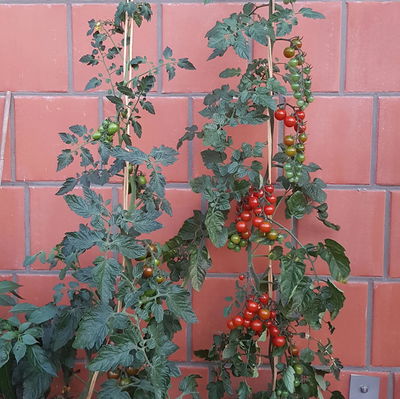 Blu Bio Cherrytomatenpflanze 'Pepe F1', Topf-Ø 12 cm, 3er-Set