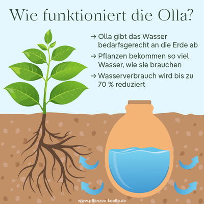 Wie funktioniert die Olla? Grafik