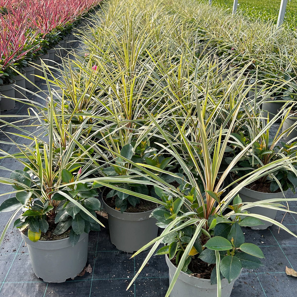 Mixtopf Dipladenia mit Keulenlilie, Farbe zufällig, Topf-Ø 26 cm