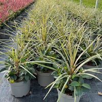 Mixtopf Dipladenia mit Keulenlilie, Farbe zufällig, Topf-Ø 26 cm