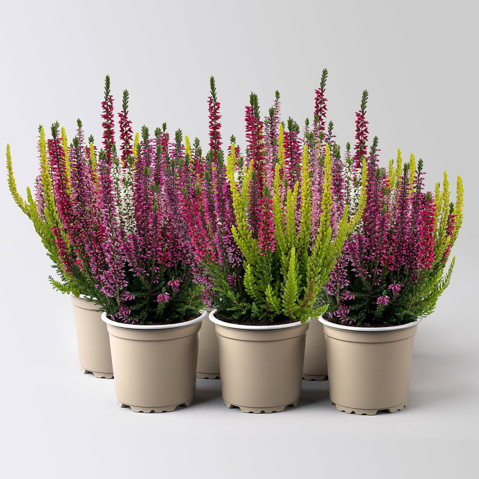 Heide 'High Five®', fünffarbig, Topf-Ø 11 cm, 6 Pflanzen Heide 'High Five®', fünffarbig, Topf-Ø 11 cm, 6 Pflanzen