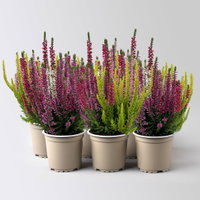 Heide 'High Five®', fünffarbig, Topf-Ø 11 cm, 6 Pflanzen Heide 'High Five®', fünffarbig, Topf-Ø 11 cm, 6 Pflanzen
