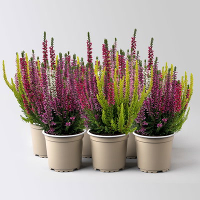 Heide 'High Five®', fünffarbig, Topf-Ø 11 cm, 6 Pflanzen Heide 'High Five®', fünffarbig, Topf-Ø 11 cm, 6 Pflanzen