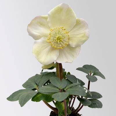 Christrose Mini, weiß, Topf-Ø 6 cm, 4 Pflanzen Christrose Mini, weiß, Topf-Ø 6 cm, 4 Pflanzen