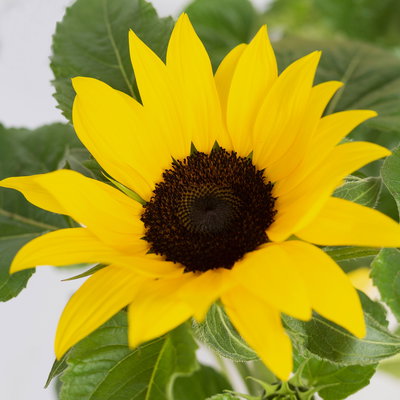Sonnenblume 'Sunsation'® gelb, Topf-Ø 12/13 cm, 6 Pflanzen