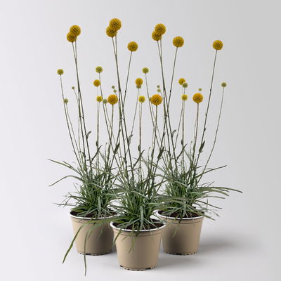 Craspedia gelb, Topf-Ø 12 cm, 3 Stück Craspedia gelb, Topf-Ø 12 cm, 3 Stück