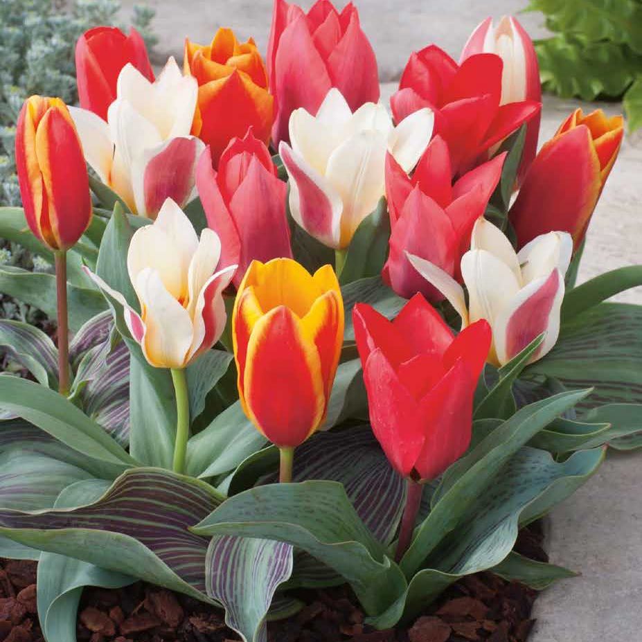 Botanische Tulpen Prachtmischung 50 Blumenzwiebeln