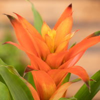 Guzmanie 'Fiero', orange, Topf-Ø 12 cm, 2 Pflanzen