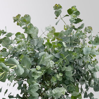 Eukalyptus 'Silver Dollar', Topf-Ø 27 cm