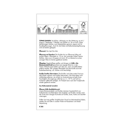 Topmix-Dahlien 'Bonne Esperance' rosa, 1 Blumenknolle