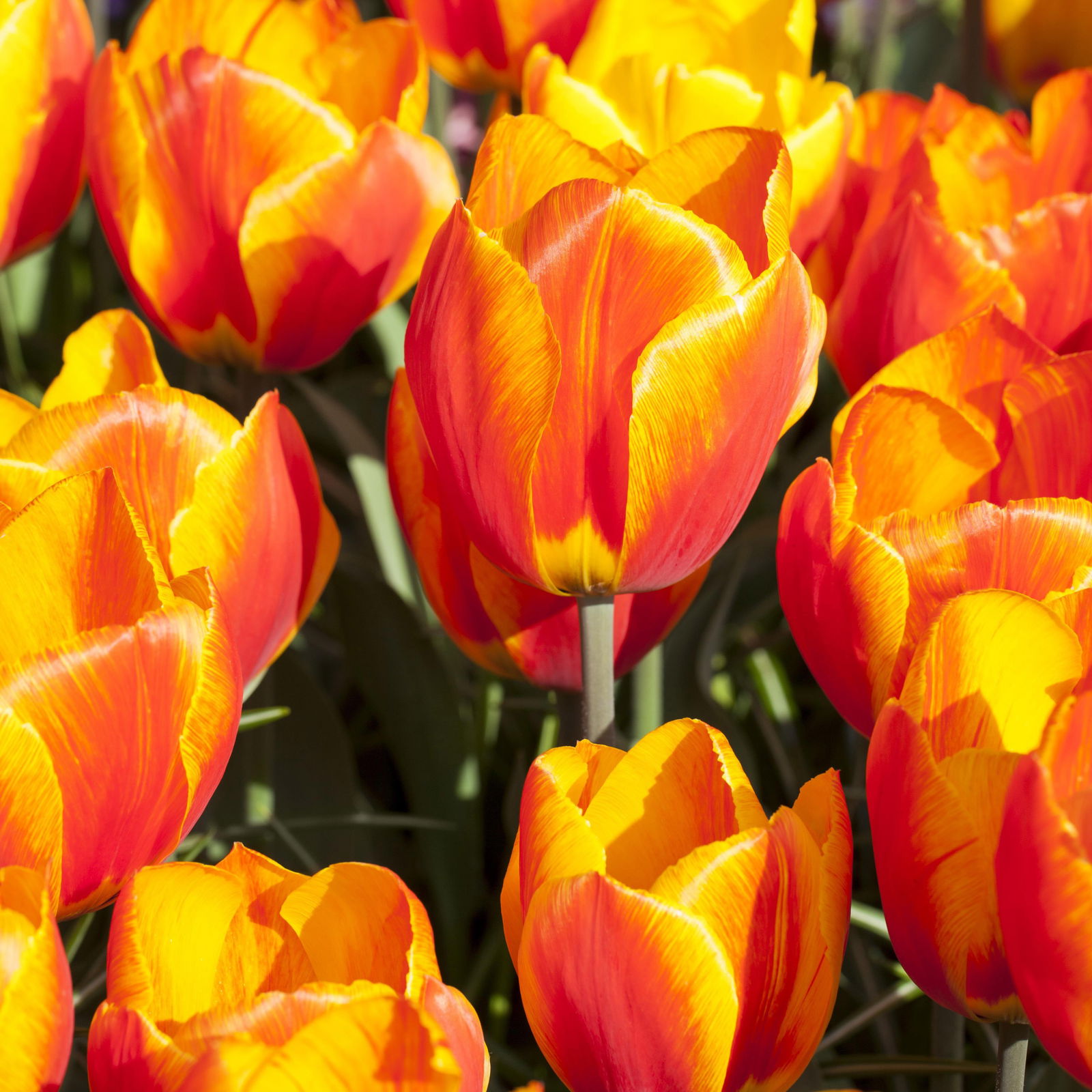 Tulpe zweifarbig, Sorte zufällig, vorgetrieben, Topf-Ø 10 cm, 6 Pflanzen