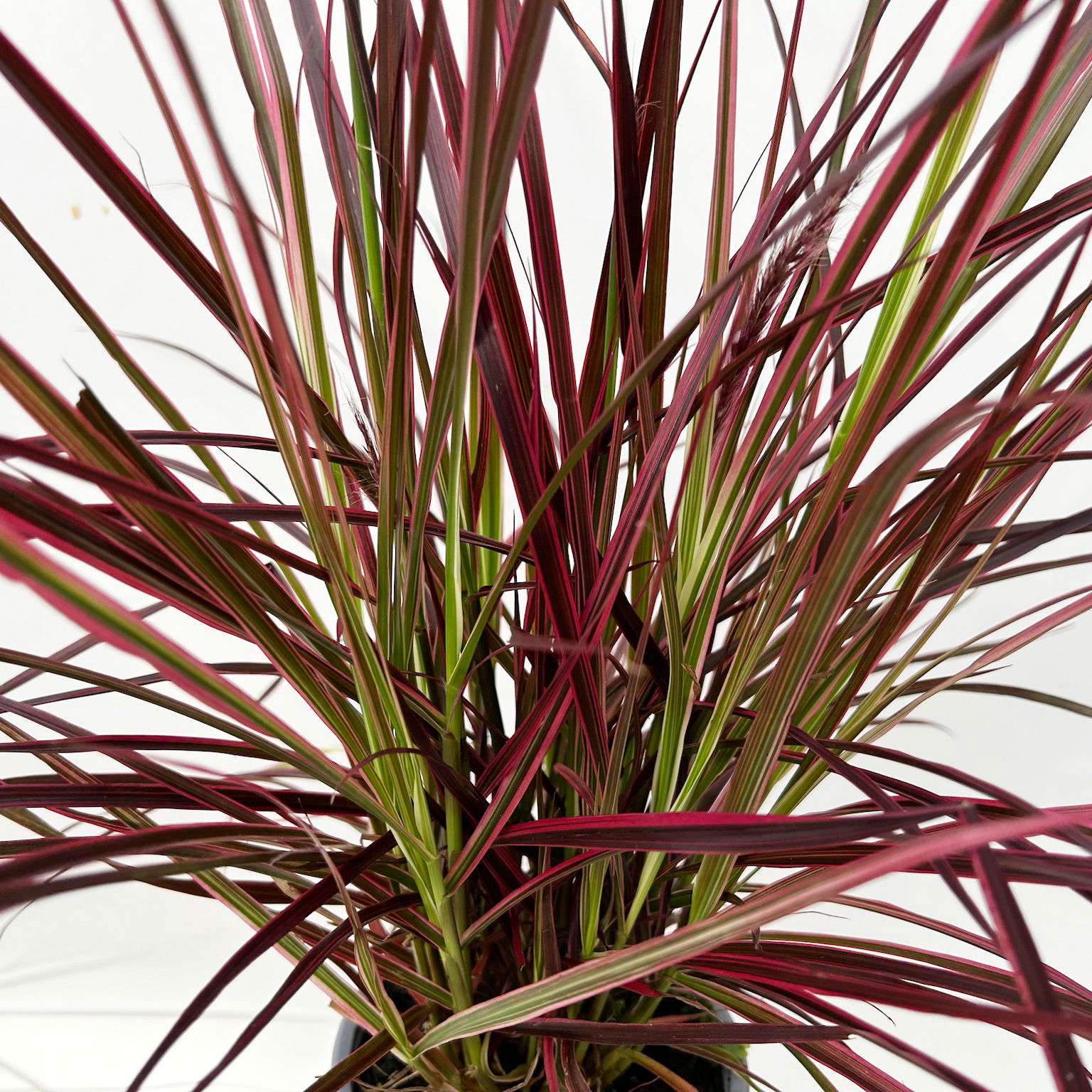Lampenputzergras 'Fireworks', bunt, Topf-Ø 13 cm, 3 Pflanzen