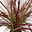 Lampenputzergras 'Fireworks', bunt, Topf-Ø 13 cm, 3 Pflanzen