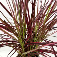 Lampenputzergras 'Fireworks', bunt, Topf-Ø 13 cm, 3 Pflanzen