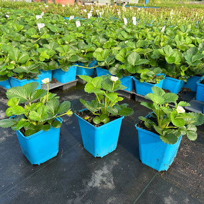 Bio Aroma-Erdbeere (Hummi® Meraldo), öftertragend, Topf 11x11 cm, 3 Pflanzen Bio Aroma-Erdbeere (Hummi® Meraldo), öftertragend, Topf 11x11 cm, 3 Pflanzen